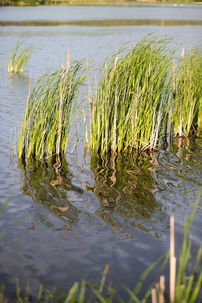 Reeds Summer Lake — 图库照片