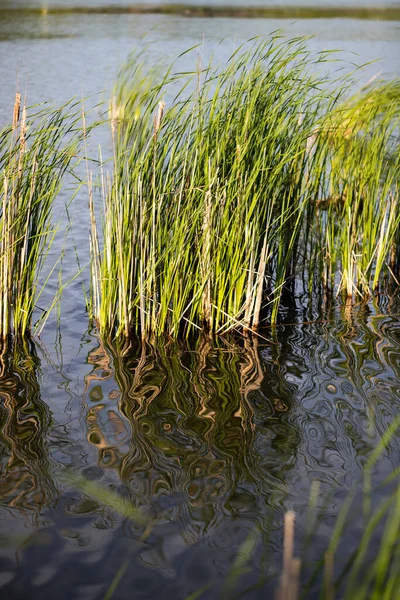 Riet Zomer Bij Het Meer — Stockfoto