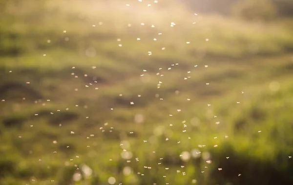 Abstract Bokeh Background Summer Field Sunset — Stock Photo, Image