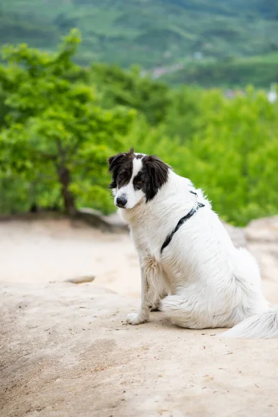 White Shepherd Dog Enjoying Outdoors — Stock Photo, Image