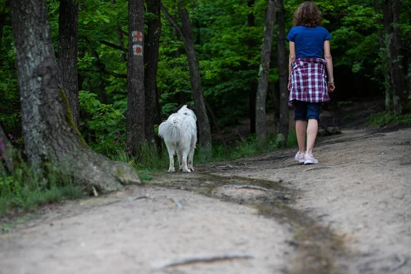 Yeşil Ormanda Köpeğiyle Yürüyen Bir Kadın — Stok fotoğraf