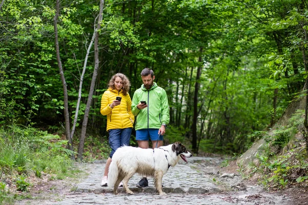 Couple Dog Standing Green Forest — Stock Photo, Image