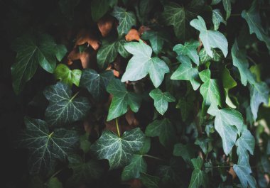 Hedera helis koyu yeşil doğa geçmişi