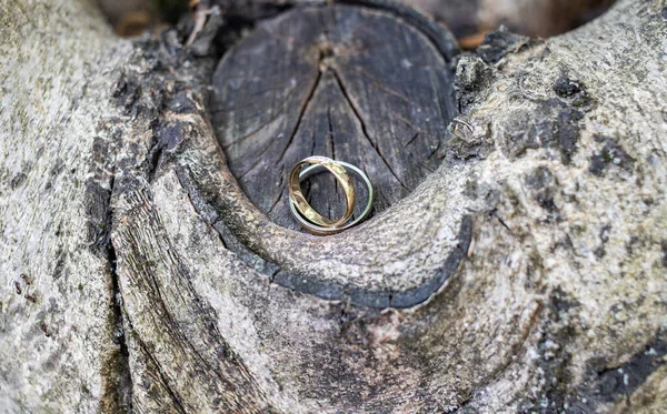 Trauringe Einem Baum — Stockfoto