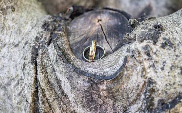 Snubní Prsten Stromě — Stock fotografie