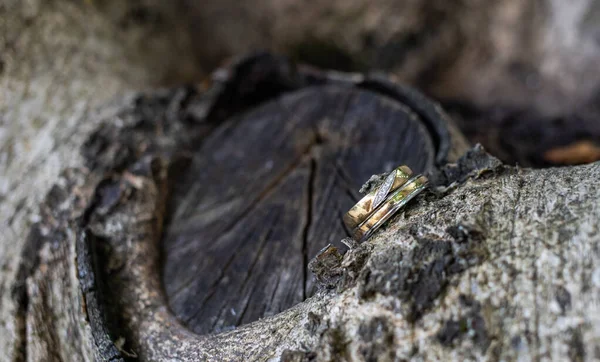 Wedding Rings Tree — Stock Photo, Image