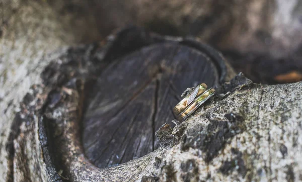 Свадебные Кольца Дереве — стоковое фото