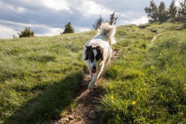 Mutlu beyaz çoban köpeği doğada