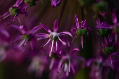 mor dev alyum çiçekleri