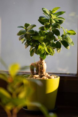 Bonsai ağacı yeşil bir tencerede 