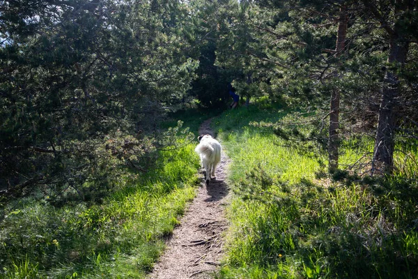 Mutlu Beyaz Çoban Köpeği Doğada — Stok fotoğraf