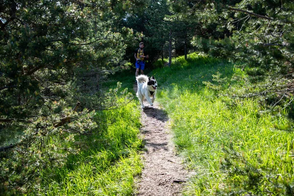 Perro Pastor Blanco Feliz Naturaleza Con Hombre —  Fotos de Stock