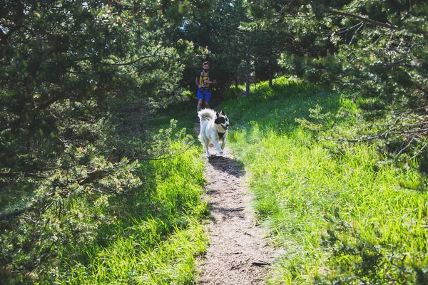 Mutlu Beyaz Çoban Köpeği Doğada — Stok fotoğraf