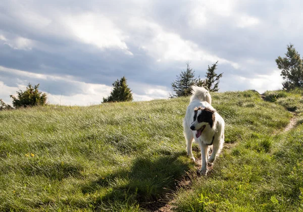 Счастливая Белая Овчарка Природе — стоковое фото