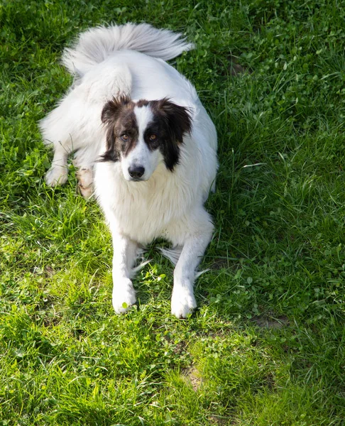 Cão Pastor Branco Feliz Natureza — Fotografia de Stock