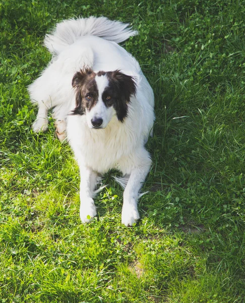 Câine Ciobanesc Alb Fericit Natură — Fotografie, imagine de stoc