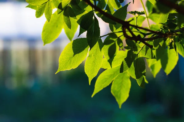 Friss Zöld Levelek Nyáron Bokeh Háttér — Stock Fotó