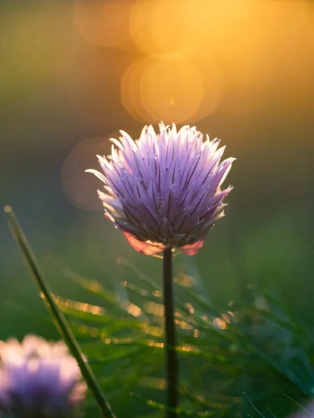 Schnittlauch Blüht Bei Sonnenuntergang Hintergrund Der Natur — Stockfoto