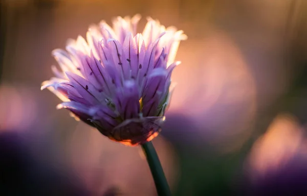 Schnittlauch Blüht Bei Sonnenuntergang Hintergrund Der Natur — Stockfoto