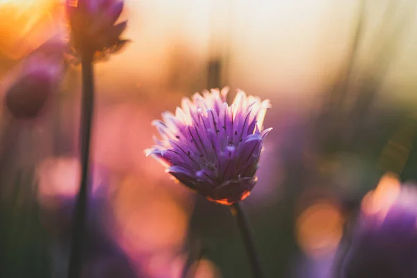 Schnittlauch Blüht Bei Sonnenuntergang Hintergrund Der Natur — Stockfoto