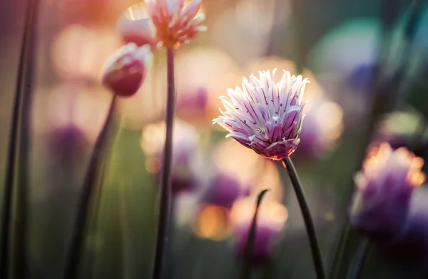 Ciboulette Fleurissant Coucher Soleil Fond Nature — Photo