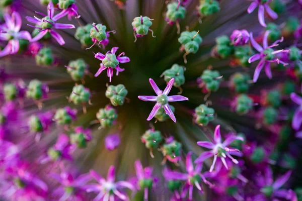 Purple Giant Allium Flowers — 图库照片