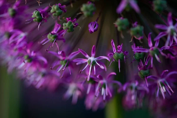 Paarse Reusachtige Allium Bloemen — Stockfoto