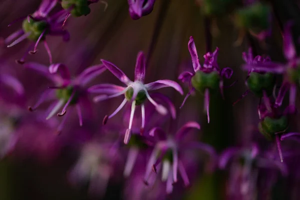 Flores Alium Gigante Púrpura — Foto de Stock