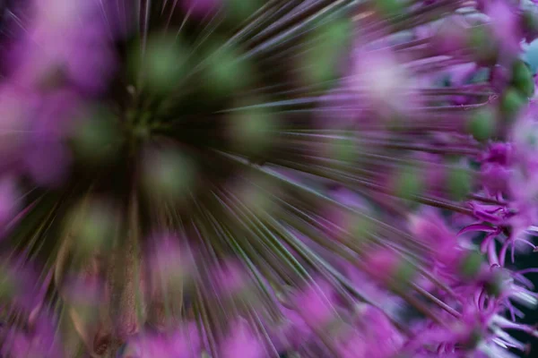 Purple Giant Allium Flowers — 图库照片