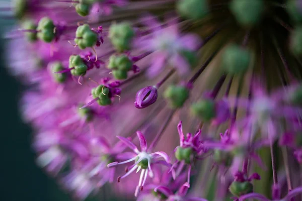 Lila Riesen Allium Blüten — Stockfoto