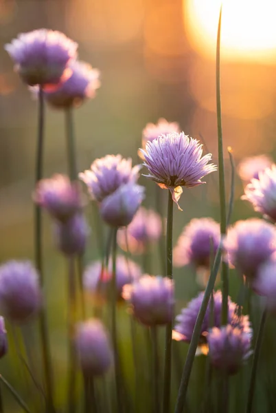 Schnittlauch Blüht Bei Sonnenuntergang Hintergrund Der Natur — Stockfoto