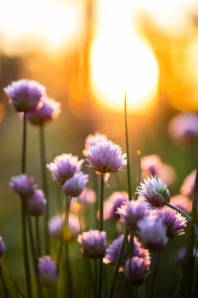 Gräslök Blommar Vid Solnedgången Natur Bakgrund — Stockfoto