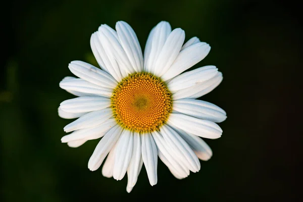 Zbliżenie Stokrotka Kwiat — Zdjęcie stockowe