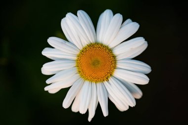 Bir papatya çiçeğine yaklaş