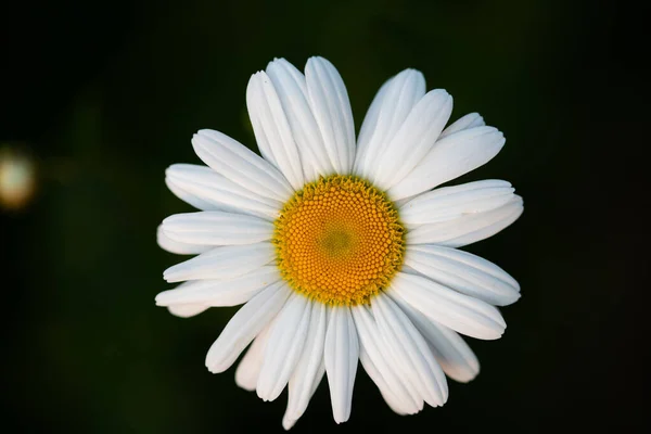 Zblízka Sedmikrásky Květiny — Stock fotografie