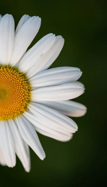 デイジーの花を閉じて — ストック写真