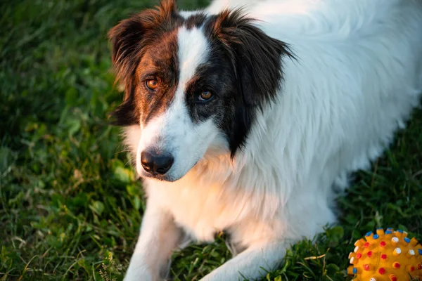 自然の中で幸せな白い羊飼いの犬 — ストック写真