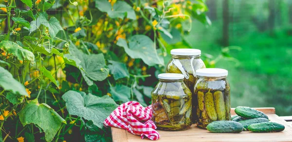 Cetrioli Sottaceto Alimenti Biologici Invernali — Foto Stock