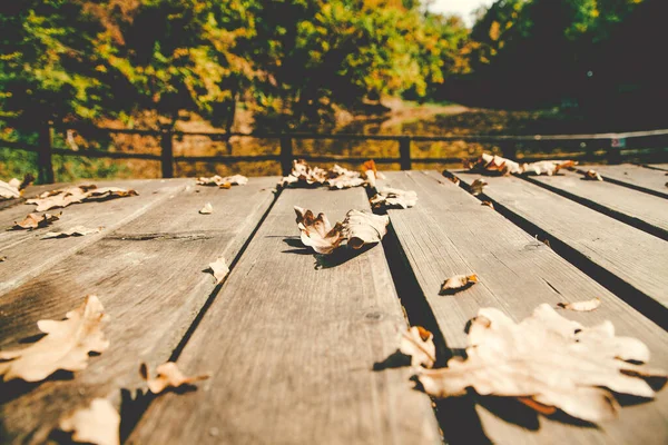 木の背景に紅葉 — ストック写真