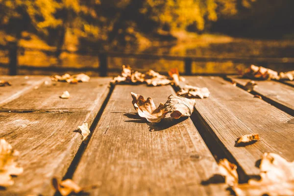 Herfst Achtergrond Kleurrijke Gebladerte Houten Achtergrond — Stockfoto