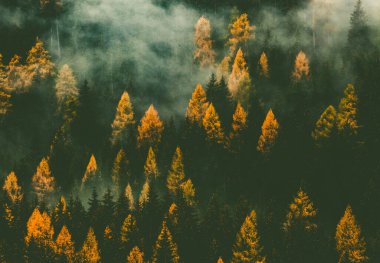 Sis içinde sonbahar doğa arka plan ormanı