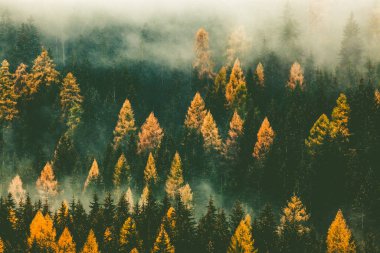 Sis içinde sonbahar doğa arka plan ormanı