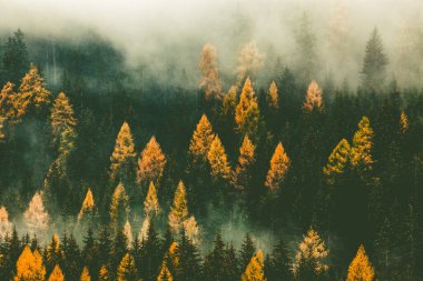 Sis içinde sonbahar doğa arka plan ormanı