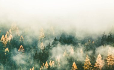 Sis içinde sonbahar doğa arka plan ormanı