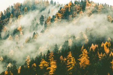 Sis içinde sonbahar doğa arka plan ormanı