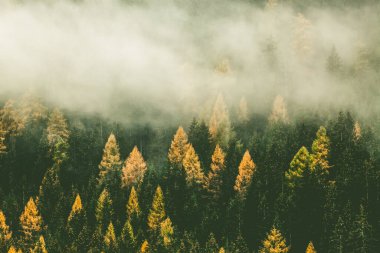 Sis içinde sonbahar doğa arka plan ormanı