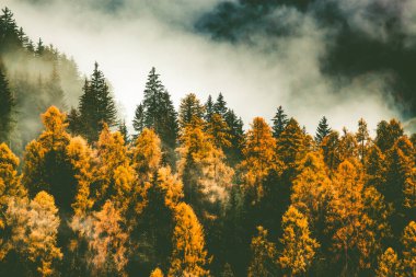 Sis içinde sonbahar doğa arka plan ormanı