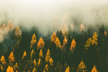 Sis içinde sonbahar doğa arka plan ormanı