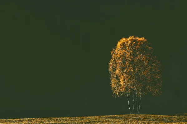 Herbst Hintergrund Bunte Bäume Der Landschaft — Stockfoto