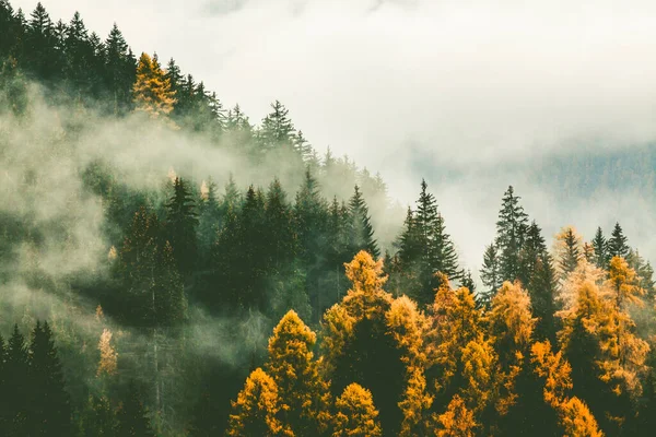Otoño Naturaleza Fondo Bosque Niebla — Foto de Stock